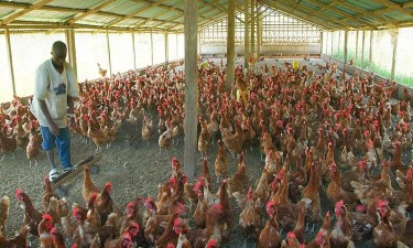 Crise na pecuária: Falta de cevada e ração cara provocam morte de centenas de animais